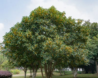 鹽城市鹽阜奇園環(huán)境工程有限公司