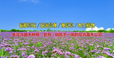 青州草花