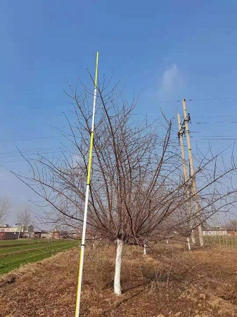 苗圃基地